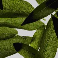 faces sage  multivitamin age well revitalizing