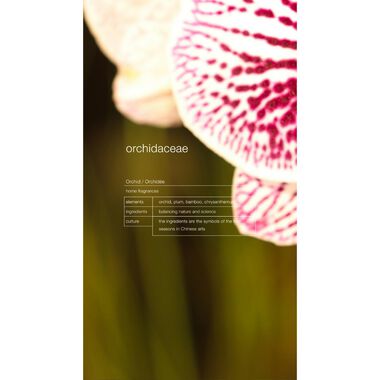 faces orchidaceae   orchid