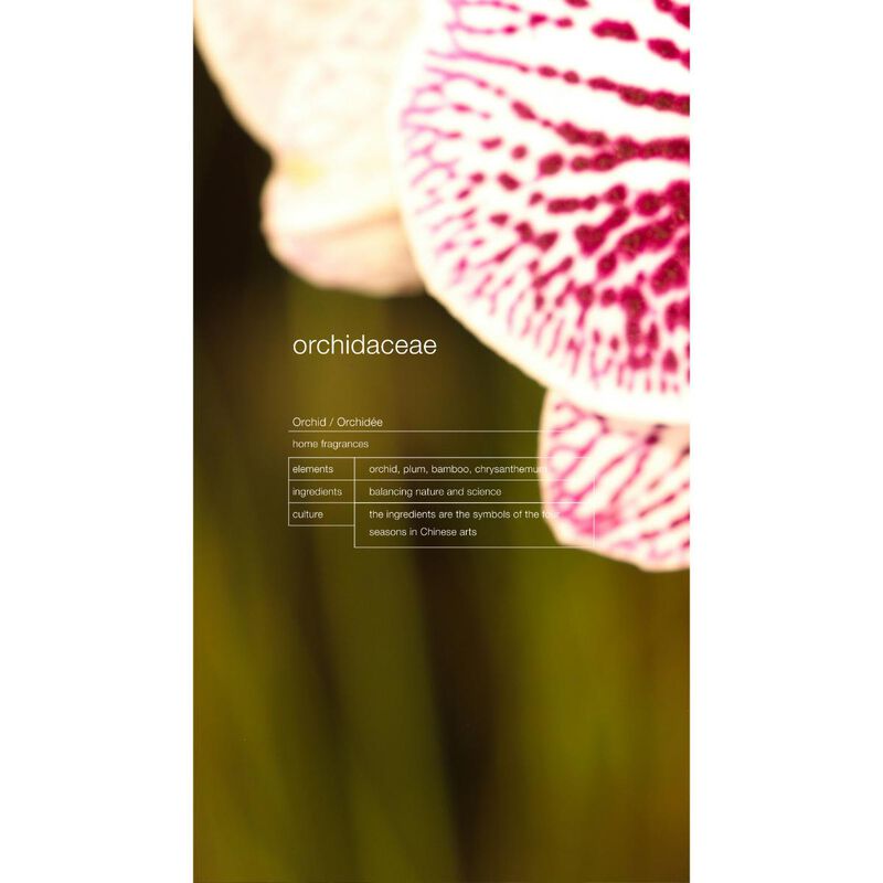 zenology orchidaceae  orchid