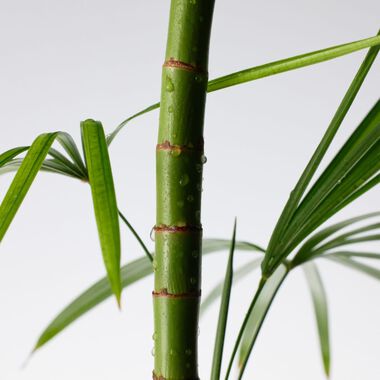 Mighty Bamboo Cream faces mighty bamboo cream