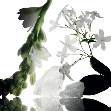 Essential Musc - Wild Tuberose faces essential musc wild tuberose