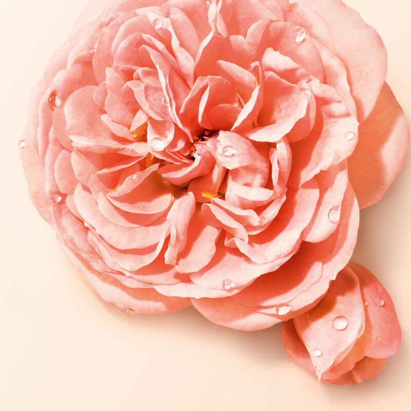 armani beauty si nude bloom