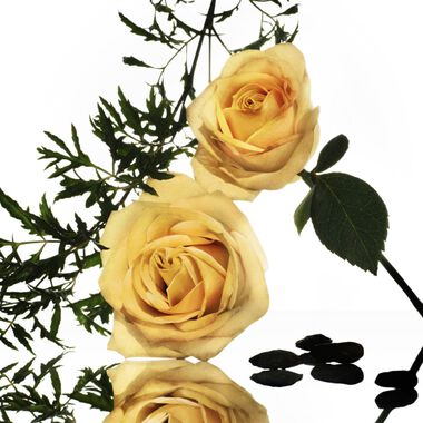 Essential Musc-Rose Epicee faces essential musc rose epicee