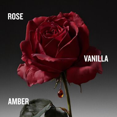 The Coveted Duchess Rose Intense faces the coveted duchess rose intense