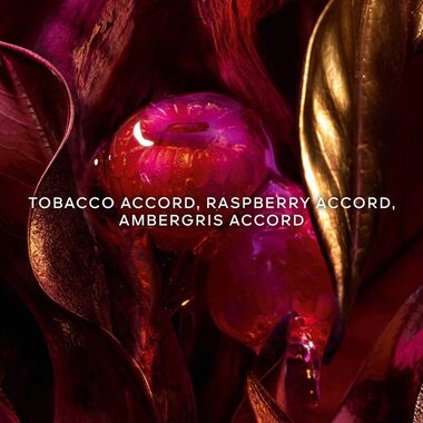 عطر آبسولو أليغوريا تاباك صحارى faces عطر آبسولو أليغوريا تاباك صحارى