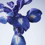 عطر أرماني/بريفيه آيريس بلو faces عطر أرماني بريفيه آيريس بلو