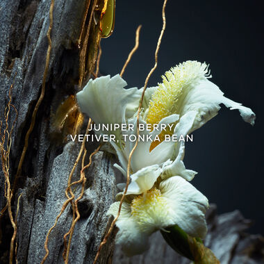 faces vetiver